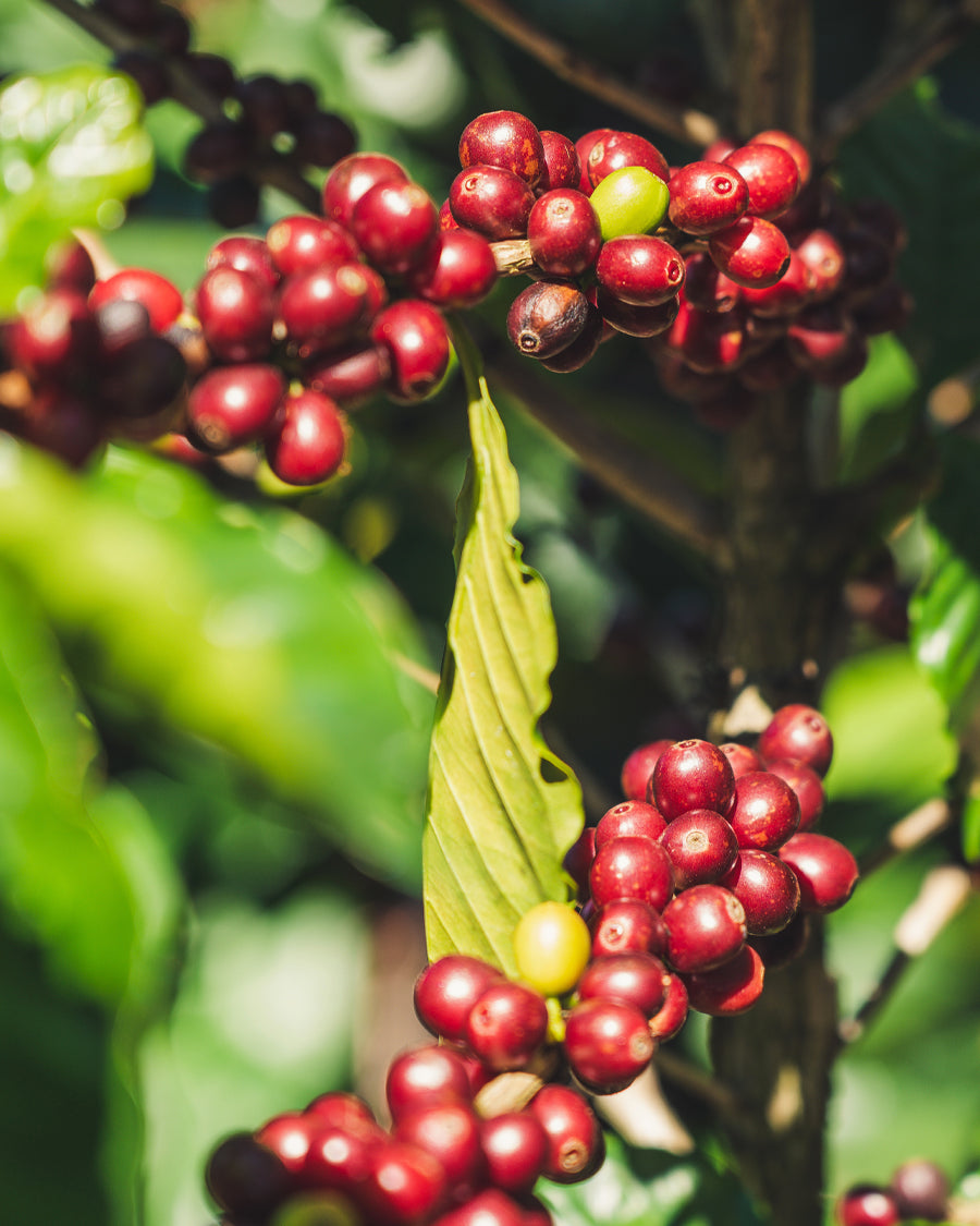 Curso de iniciación al Café de Especialidad