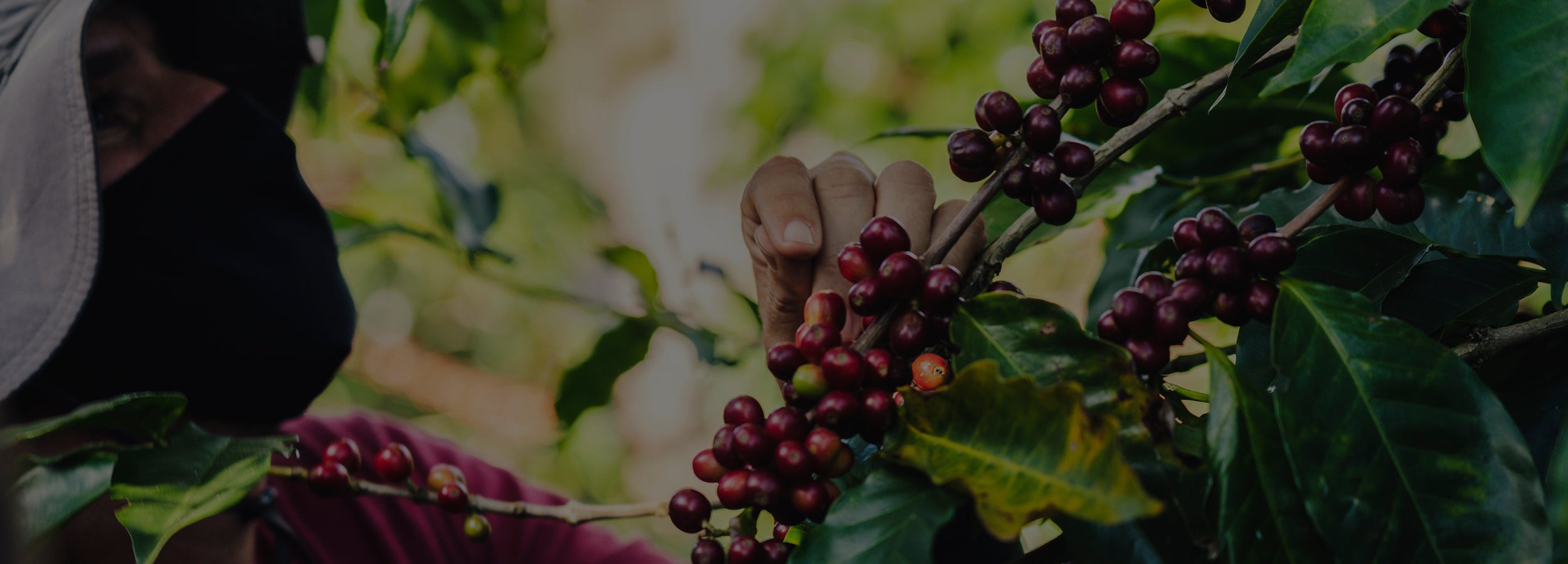 Conoce nuestro café
